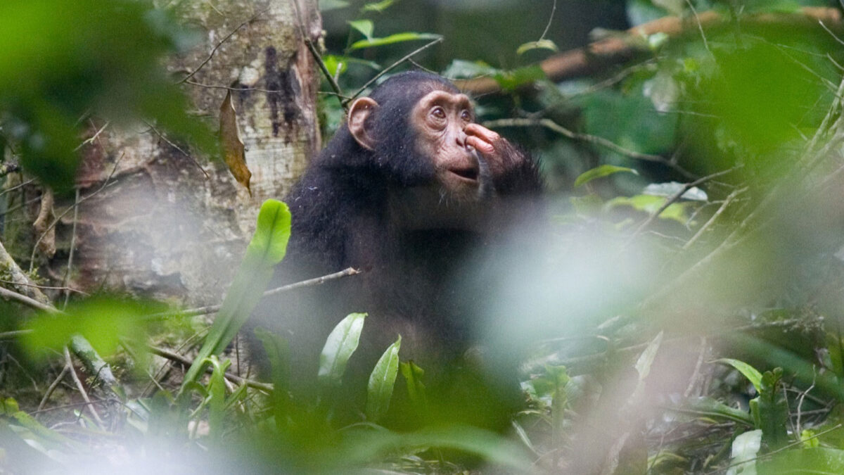 chimpanzee - Kibale Forest Chimpanzee permits - Royal Mile Budongo Forest, Busingiro Uganda