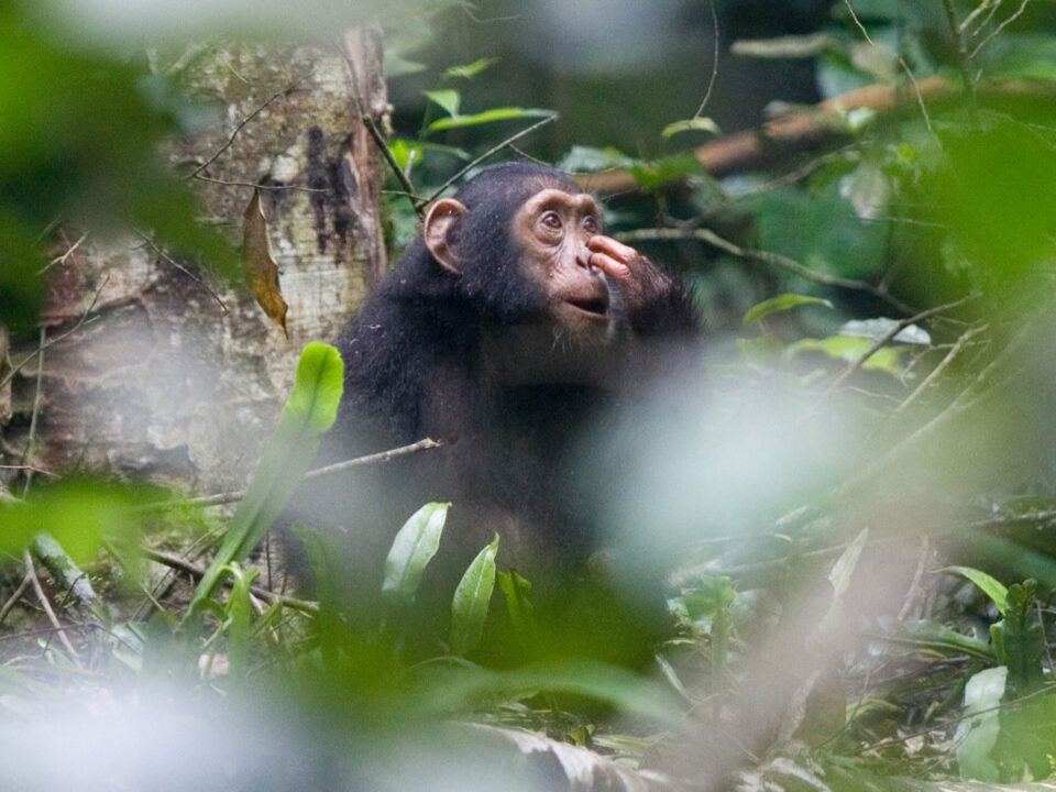 chimpanzee - Kibale Forest Chimpanzee permits - Royal Mile Budongo Forest, Busingiro Uganda