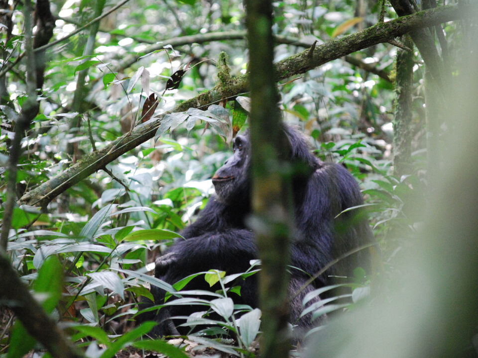 Best Time To visit The Kibale National Park - Budget Travel in Uganda - Uganda Safari in May