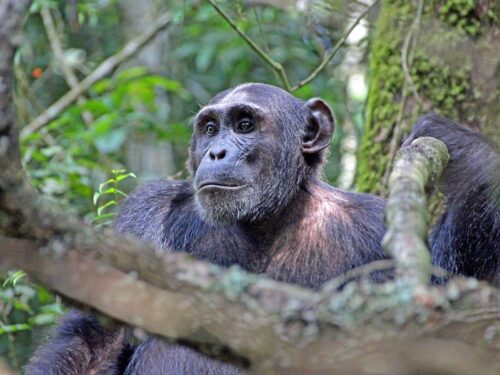 best of Uganda Safari - chimpanzees in Kyambura