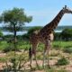 Uganda Safari - Safaris in Uganda Africa - Photography Safaris in Uganda
