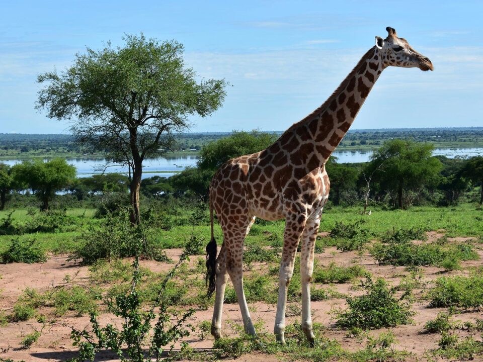 Uganda Safari - Safaris in Uganda Africa