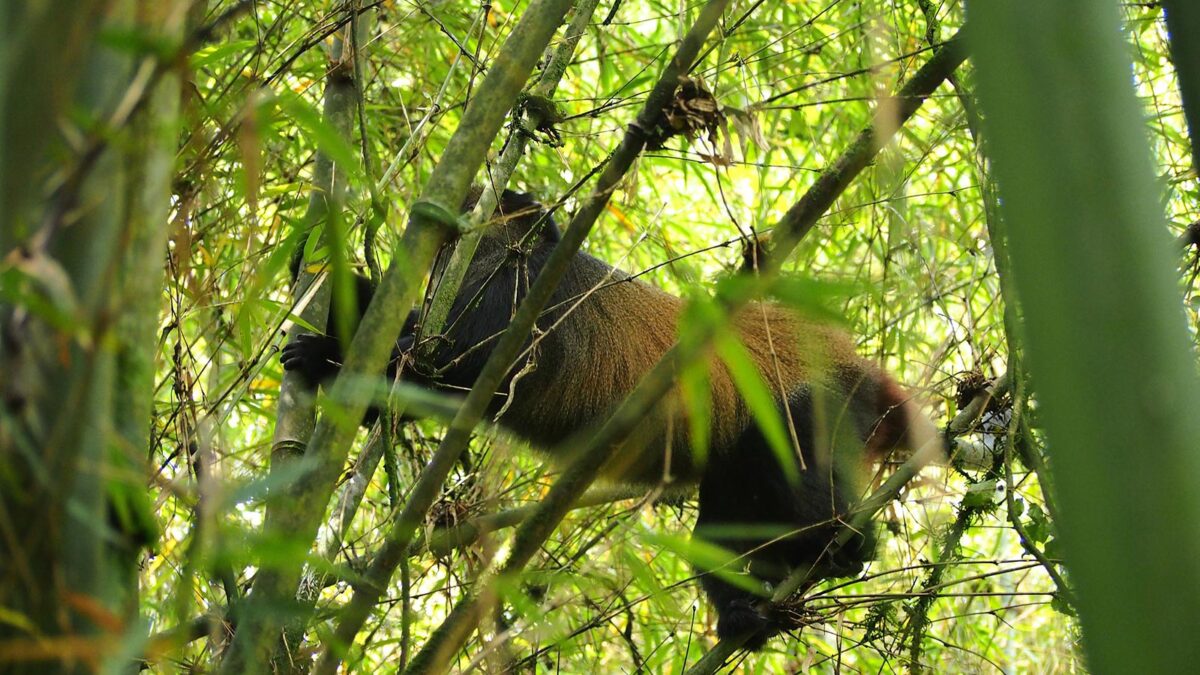 Golden Monkeys in Mgahinga National Park - Golden Monkey Trekking in Mgahinga National Park