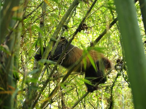Golden Monkeys in Mgahinga National Park