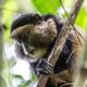 golden monkey tracking in Mgahinga - Best Places for Golden Monkey Tracking in Africa - Golden Monkey Treks in Uganda
