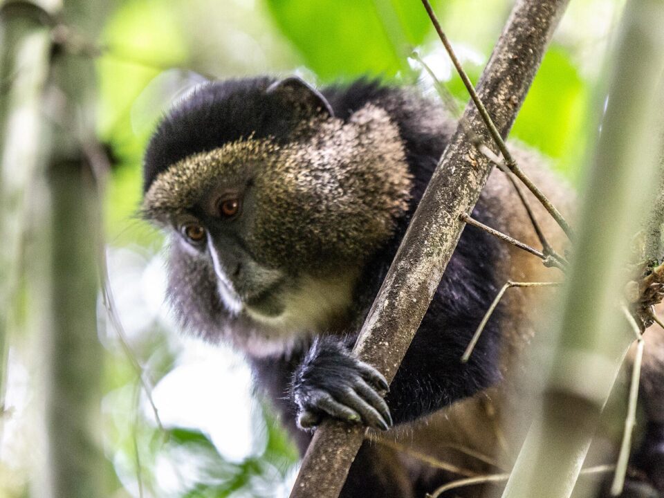 golden monkey tracking in Mgahinga - Best Places for Golden Monkey Tracking in Africa - Golden Monkey Treks in Uganda