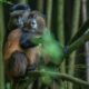 golden monkeys in Mgahinga - Golden Monkey safaris in Uganda