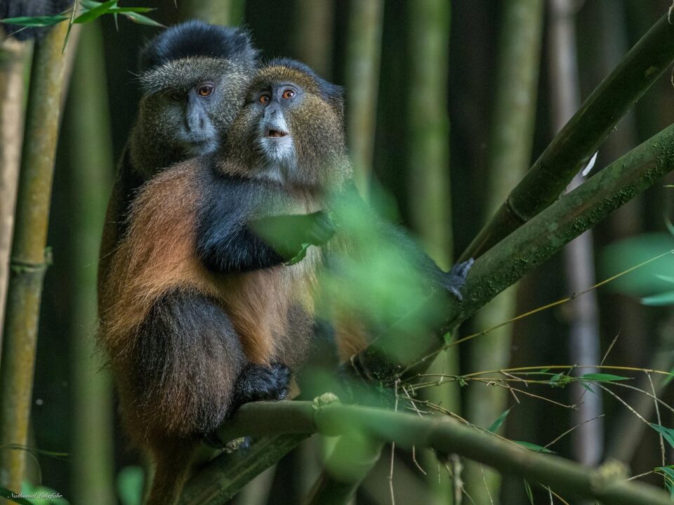golden monkeys in Mgahinga - Golden Monkey safaris in Uganda - Mgahinga Golden Monkey Tracking Packages