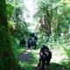 gorilla family in Bwindi Forest Park