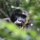 gorilla fly-in safari - Gorillas in Bwindi Impenetrable National Park