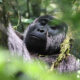 gorilla tracking safari