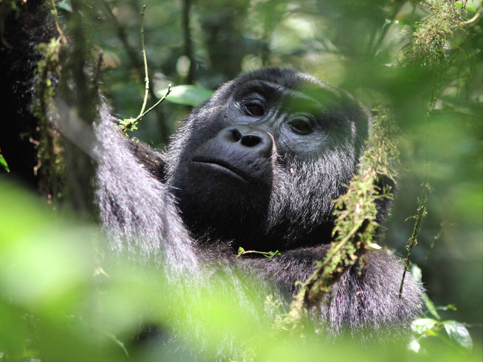 gorilla tracking safari - What to Wear for Gorilla Tracking in Uganda and Rwanda - Gorilla Tracking Safari in July