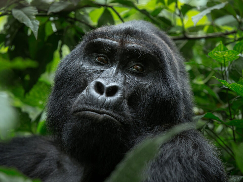 gorillas in Bwindi Impenetrable National Park