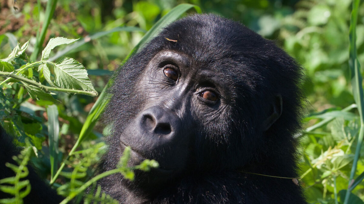 Gorilla and Chimpanzee Safari