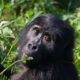 Gorilla Safaris - Gorilla Trekking in Uganda - Gorilla Trekking in Uganda - How to Book a Gorilla Tracking Safari to Uganda? - How to go Mountain Gorilla Trekking in Uganda