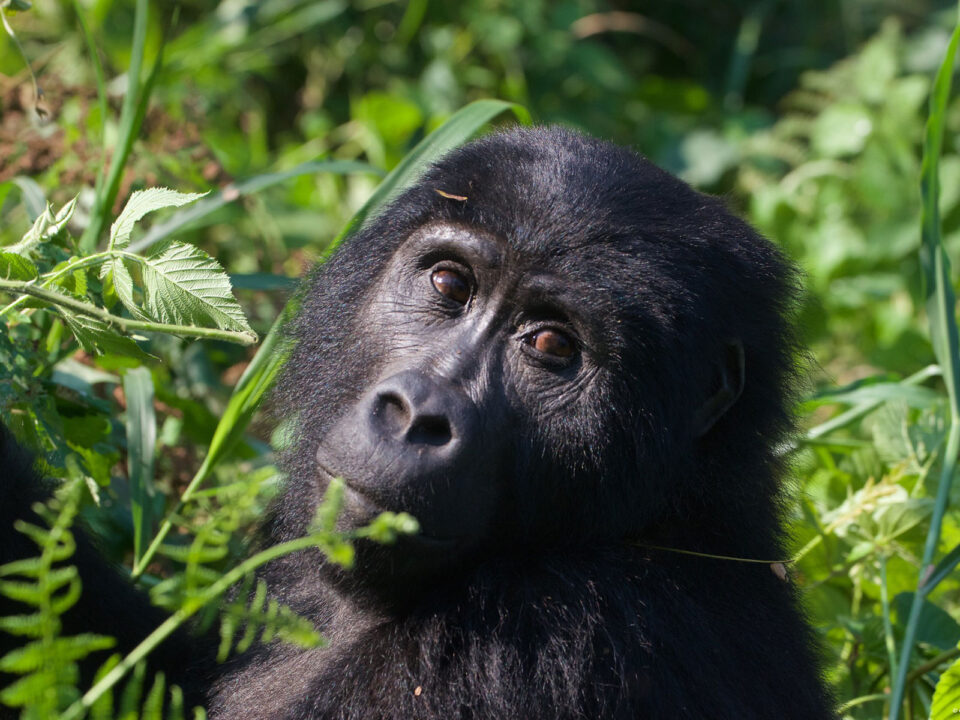 Gorilla and Chimpanzee Safari