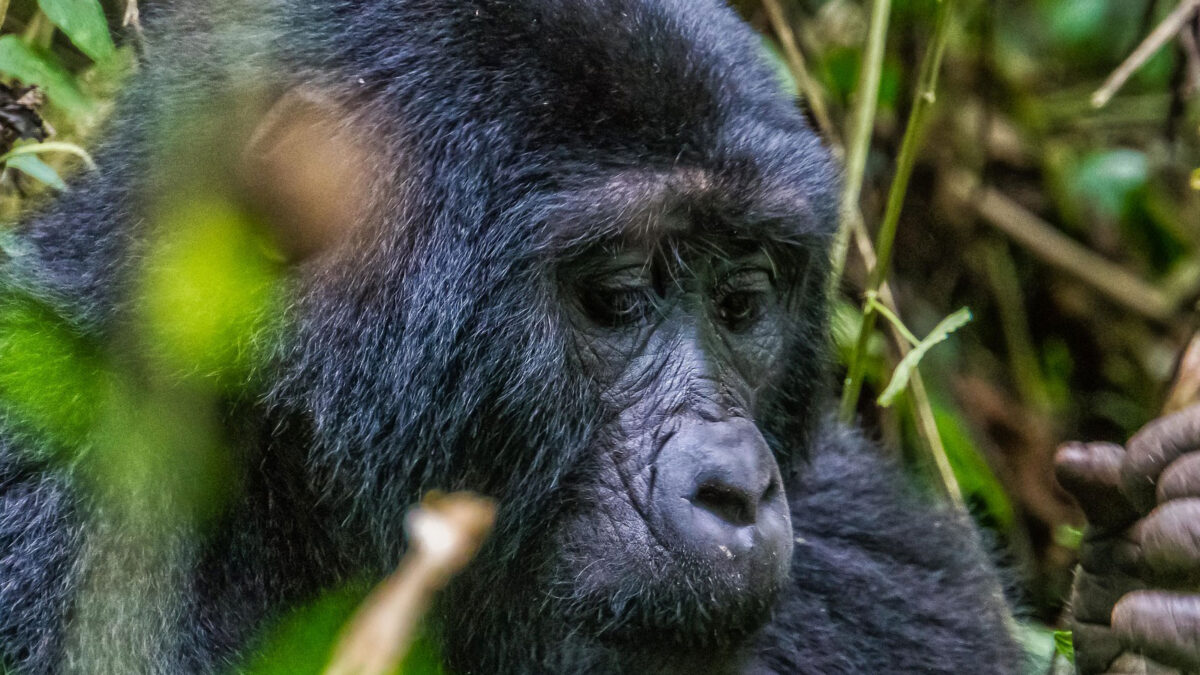 bwindi gorillas