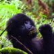 Mgahinga Gorilla National Park - Gorilla Safaris - Top Safari Holidays in Western Uganda - 3 Days Mgahinga Gorilla Trekking Safari