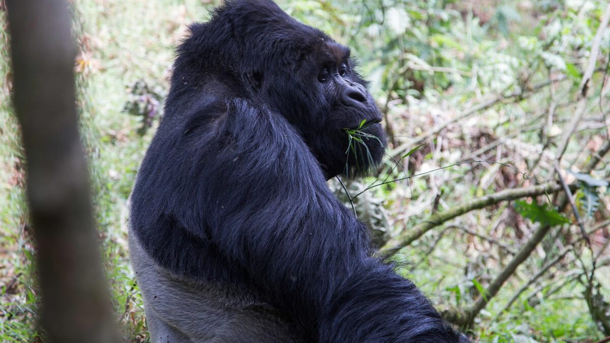 gorilla tracking in Bwindi Impenetrable National Park - Mgahinga Gorilla Fly In Safaris