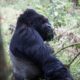 gorilla tracking in Bwindi Impenetrable National Park - Mgahinga Gorilla Fly In Safaris