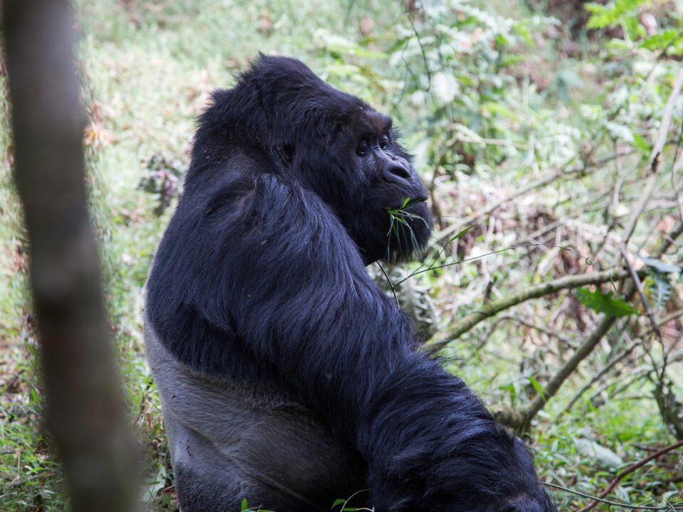gorilla tracking in Bwindi Impenetrable National Park