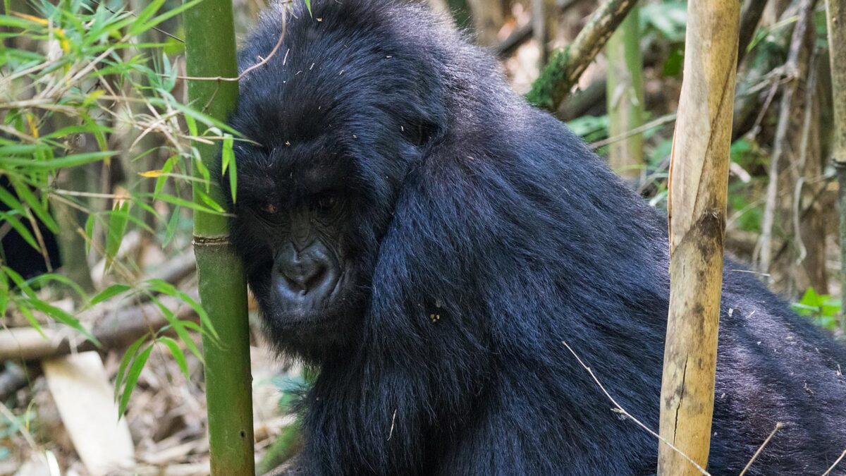 Gorillas in Mgahinga National Park - 5 Days Mgahinga Gorillas, Golden Monkey & Lake Bunyonyi Safari