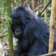 Gorillas in Mgahinga National Park - 5 Days Mgahinga Gorillas, Golden Monkey & Lake Bunyonyi Safari