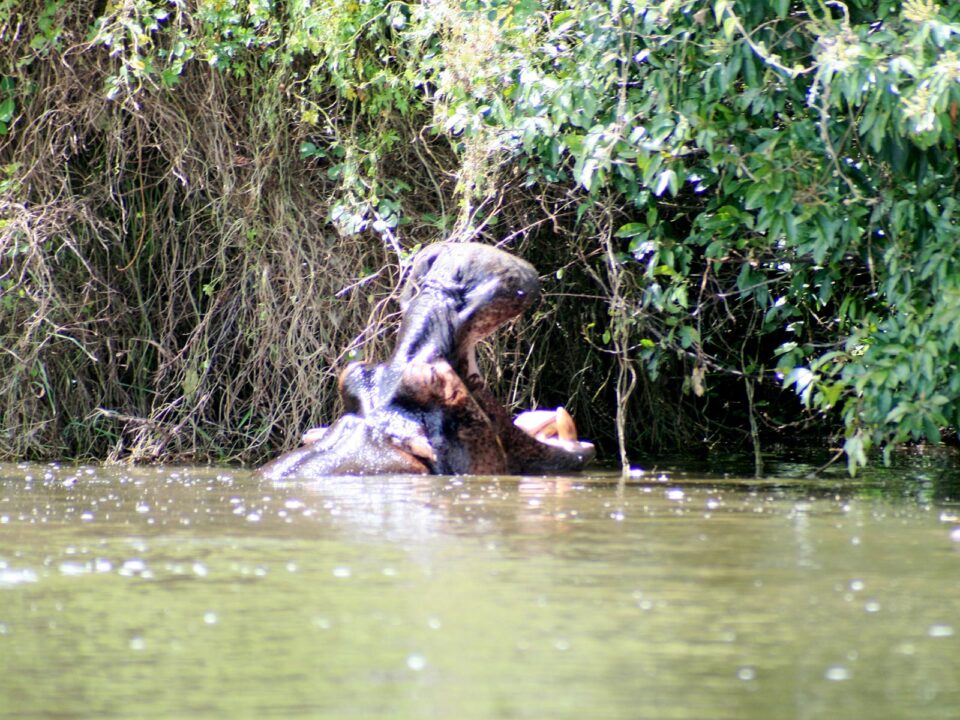 hippos in Lake Mburo National Park - Best Time to Visit Lake Mburo National Park