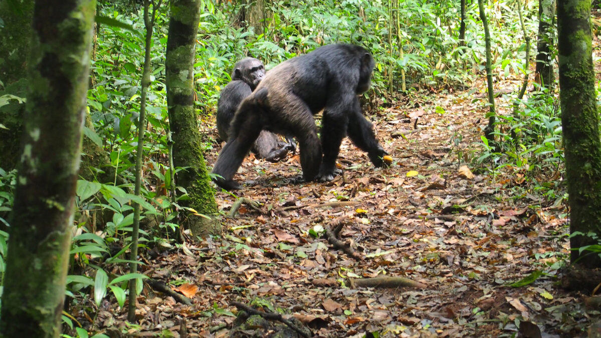 kibale forest chimps - Activities and Attractions in Kibale Forest National Park - Reasons why you should visit Uganda