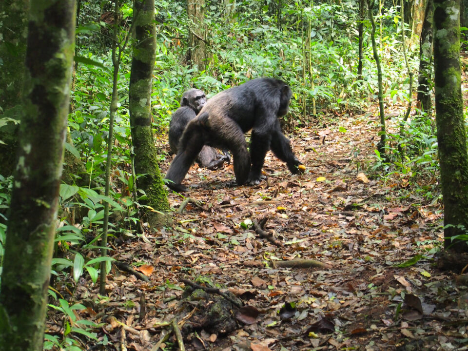 kibale forest chimps - Activities and Attractions in Kibale Forest National Park