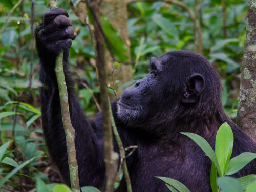 Chimpanzees in Kibale Forest National Park - Kyambura Gorge