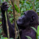 Chimpanzees in Kibale Forest National Park - Kyambura Gorge