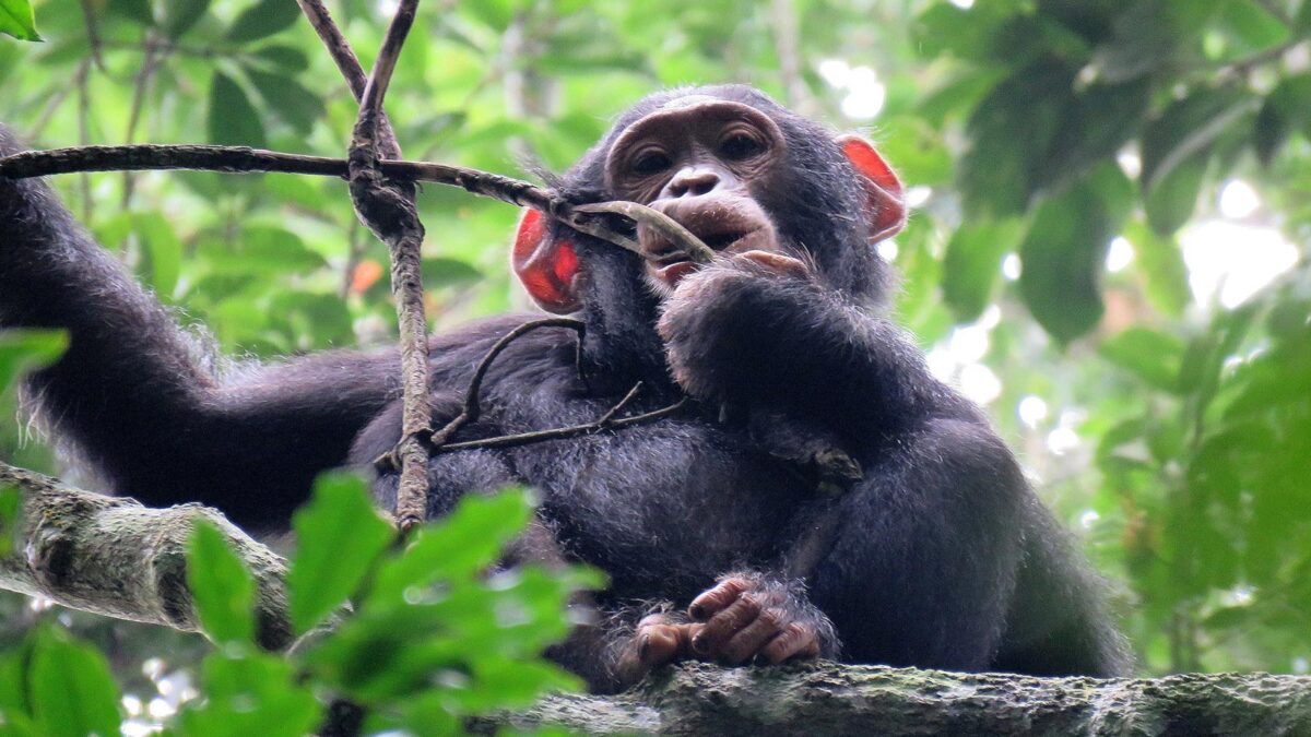 kibale forest chimps - chimpanzee trekking - Gishwati Mukura National Park Rwanda - Chimpanzee trekking Versus Gorilla trekking