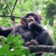 kibale forest chimps - chimpanzee trekking
