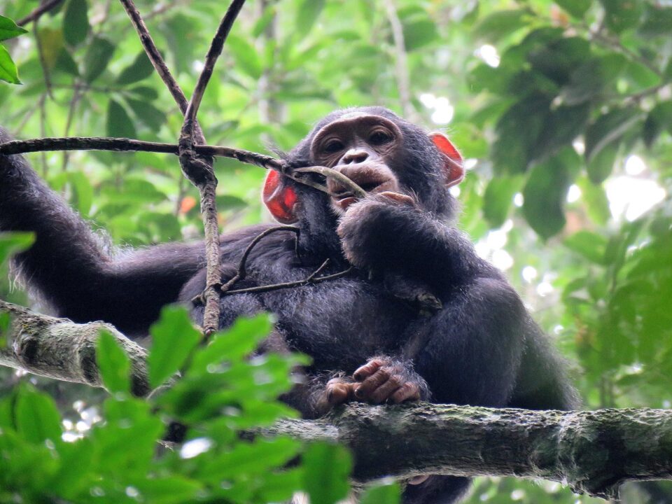 kibale forest chimps - chimpanzee trekking