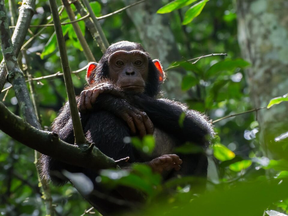 Chimpanzee Trekking - Chimp Trekking in Budongo Forest
