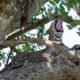 Leopards in Kidepo Valley National Park - Filming Leopards in Kidepo Valley National Park