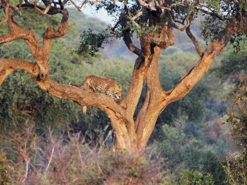 leopards in Murchison falls national park
