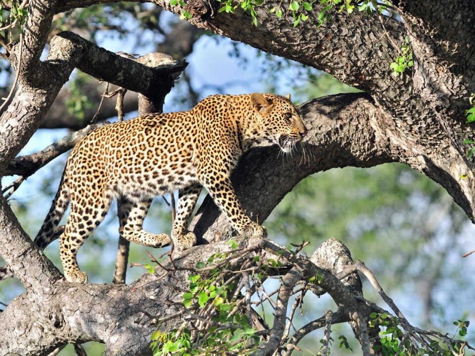 Leopards in Queen Elizabeth National Park - Why You Should Choose a Mid-Range Safari in Uganda?