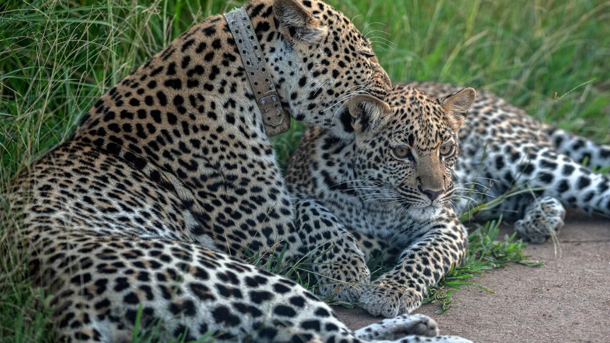Where to see Leopards in Uganda?