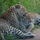 Where to see Leopards in Uganda?