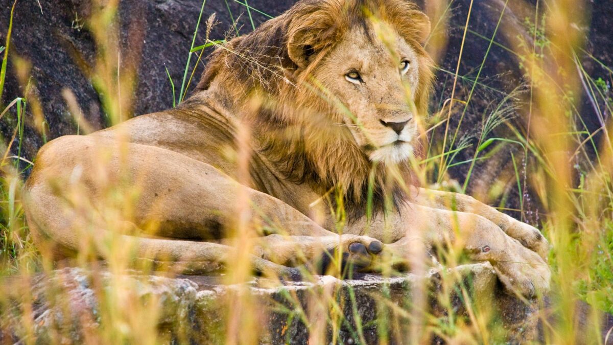 Kidepo Valley National Park - Top Large Carnivores Sightings in Uganda