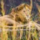 Kidepo Valley National Park - Top Large Carnivores Sightings in Uganda - How Long to Spend on Safari in Uganda? - Best Time for filming in Uganda - Best National Parks to film Big Cats in Uganda
