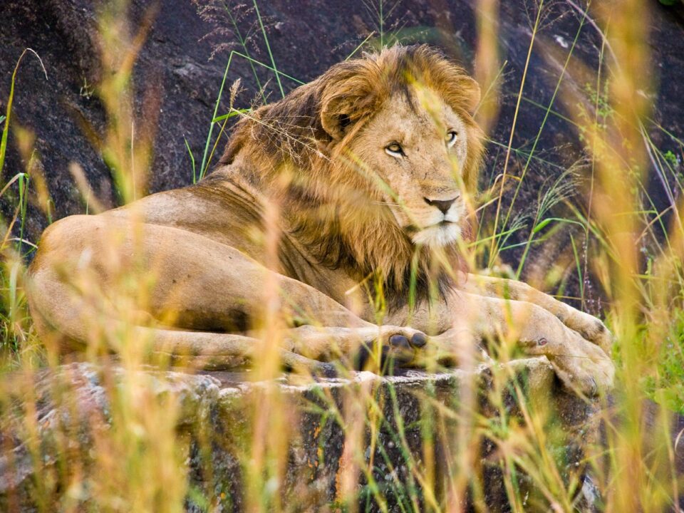 Kidepo Valley National Park - Top Large Carnivores Sightings in Uganda - How Long to Spend on Safari in Uganda? - Best Time for filming in Uganda - Best National Parks to film Big Cats in Uganda