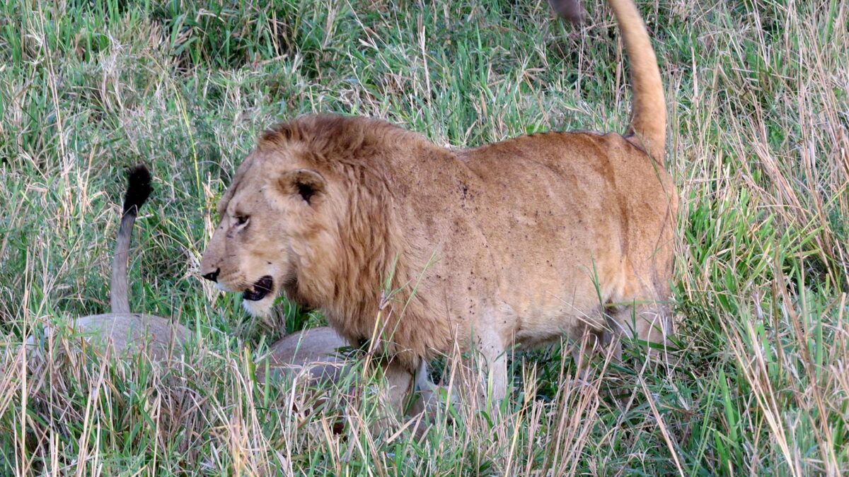 Kidepo Valley National Park - Uganda Safari Options - Entry Fees to Kidepo Valley National Park - Filming Lion in Kidepo Valley National Park - Filming Lions in Uganda