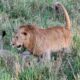 Kidepo Valley National Park - Uganda Safari Options - Entry Fees to Kidepo Valley National Park - Filming Lion in Kidepo Valley National Park - Filming Lions in Uganda