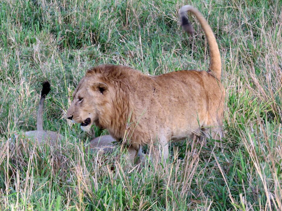 Kidepo Valley National Park - Uganda Safari Options