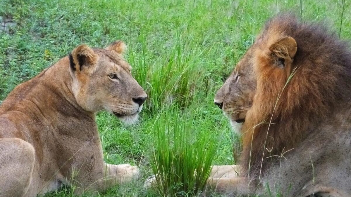 Lions in Murchison Falls National Park - Uganda Safari - Tour operators in Arua - Uganda Safari in October - Planning a Safari to Murchison falls