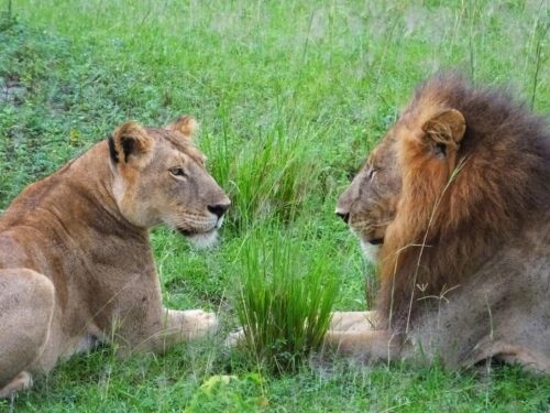 Lions in Murchison Falls National Park - Uganda Safari - Tour operators in Arua - Uganda Safari in October - Planning a Safari to Murchison falls