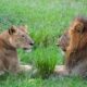 Lions in Murchison Falls National Park - Uganda Safari - Tour operators in Arua